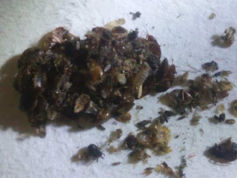 Dead Bed Bugs – What Should You Do Now?