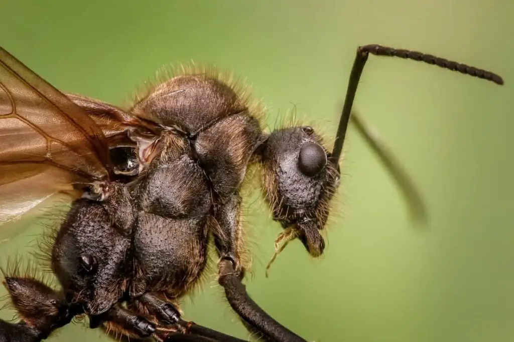 Peels from citrus fruits kill ants