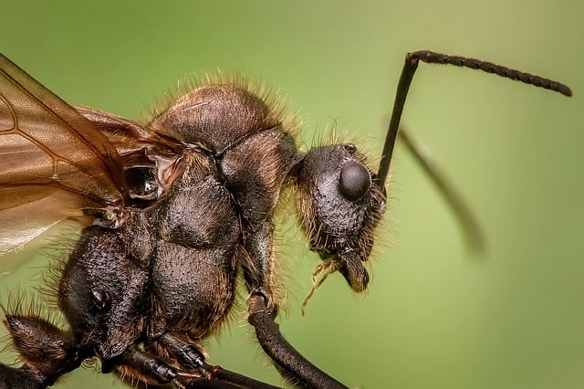 HomeMade Ant Killer