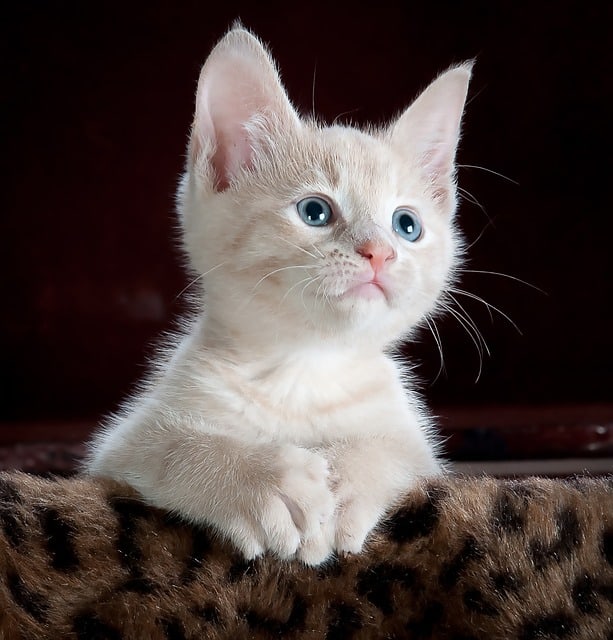 7 Best Flea Treatment for Kittens 2024 Reviewed