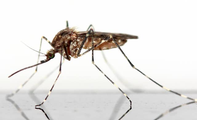 Bed Bug Bites Vs Mosquito Bites: Telling Apart