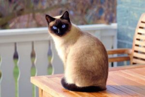 A brown-colored cat resting on a table 