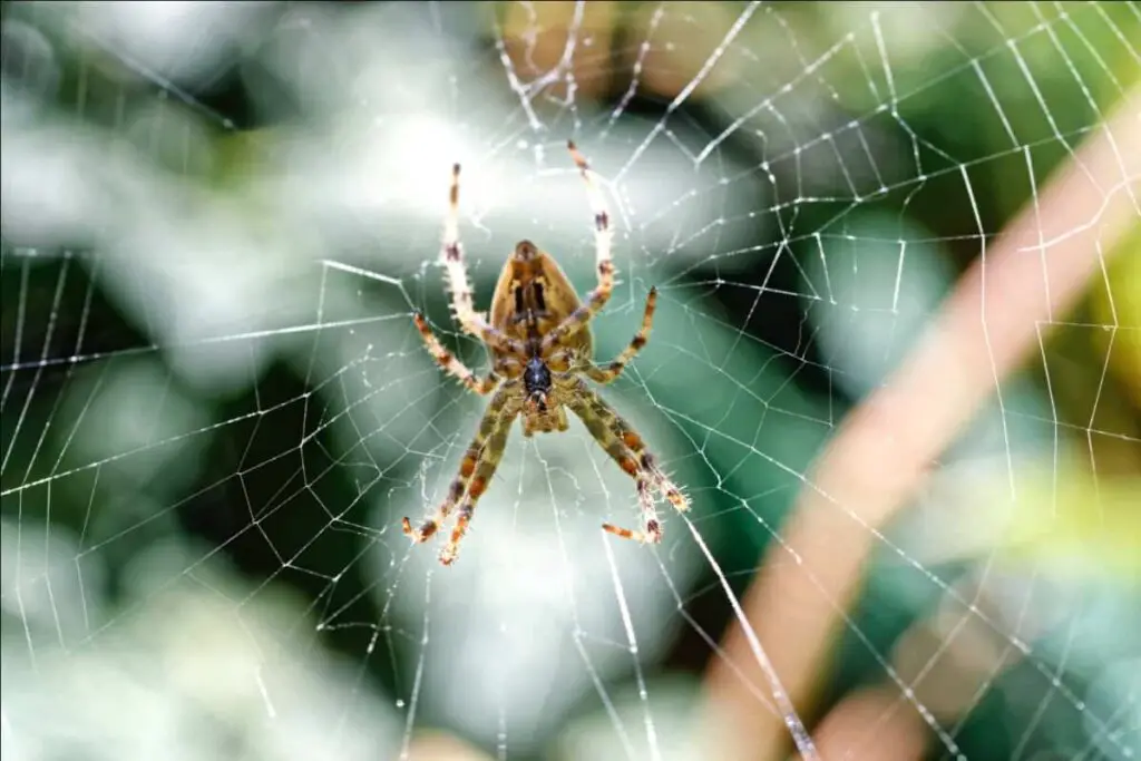 Best Fogger for Spiders