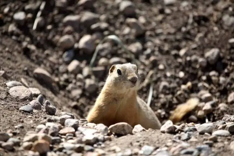 Gopher in a hole