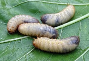 Grubs on a leaf