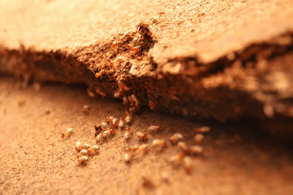 Termites on a termite-infested wood