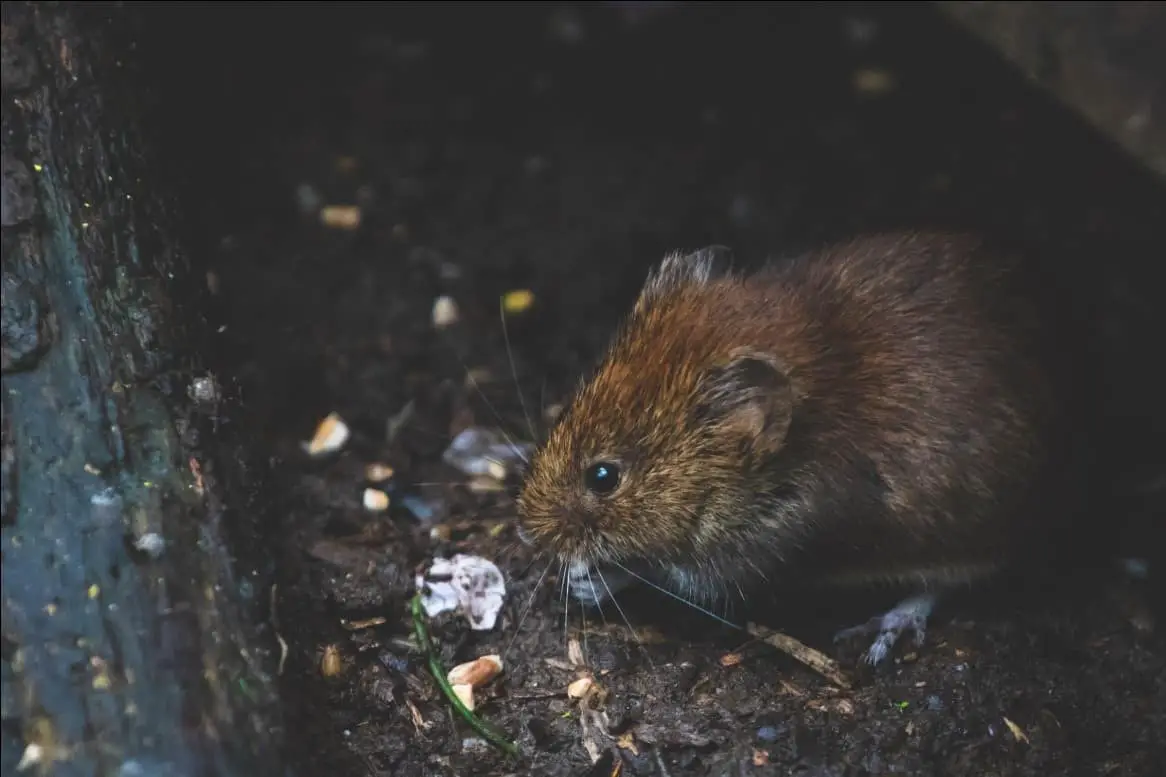 How to Get Rid of Roof Rats in Attic