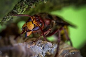 What Does a Queen Wasp Look Like?