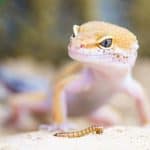 Are Lizards Poisonous?