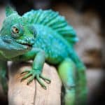 Are Lizards Vertebrates or Invertebrates