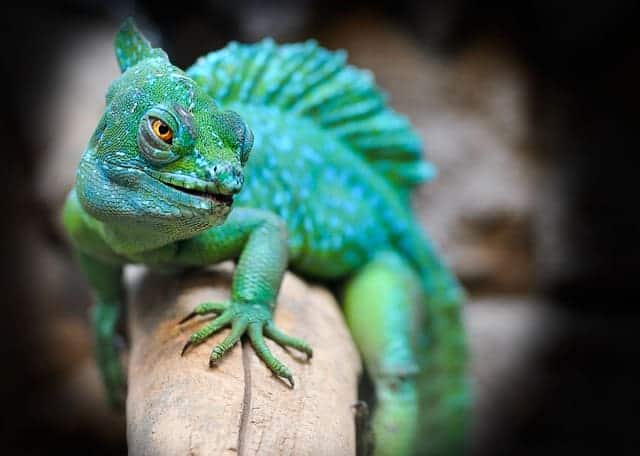 Are Lizards Vertebrates or Invertebrates?