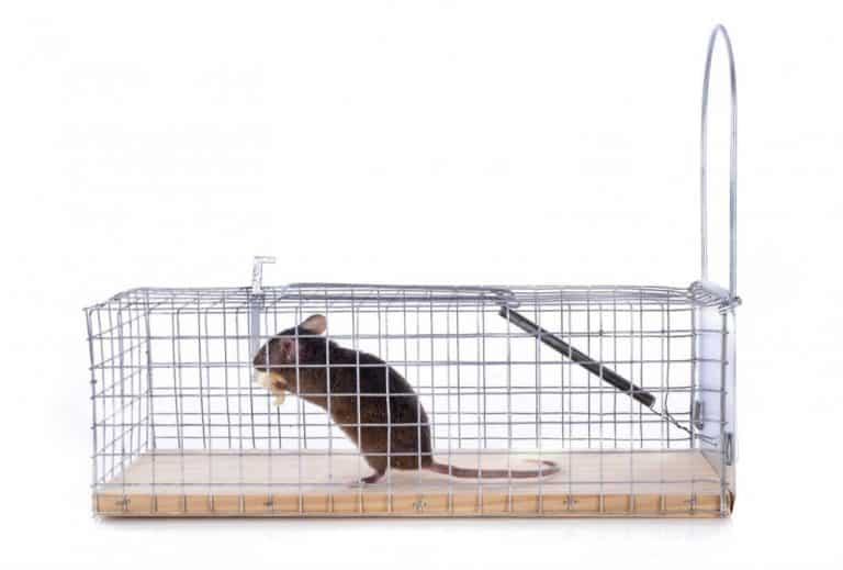 7 Best Outdoor Rat Traps 2024 Reviewed