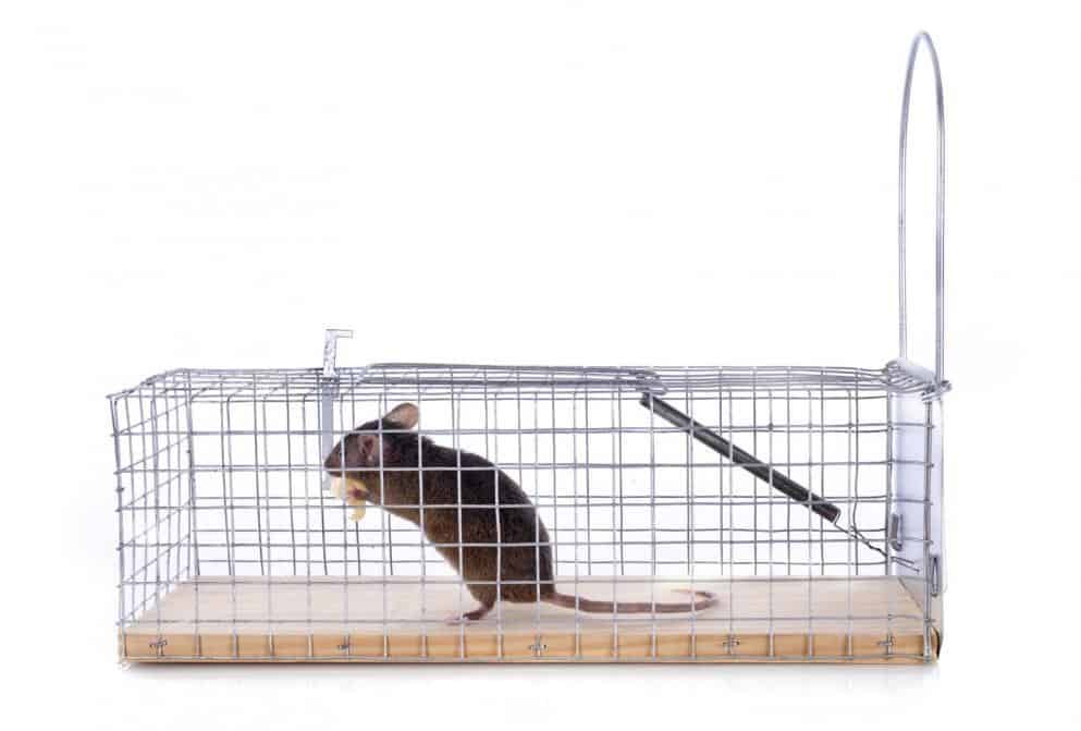 Best Outdoor Rat Traps
