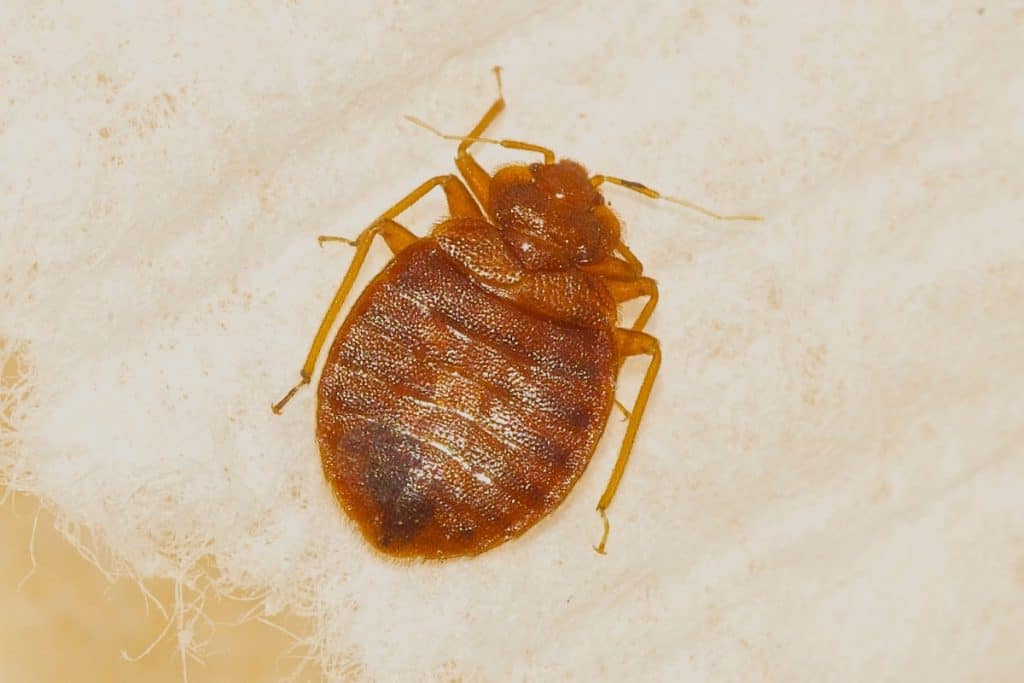 Male Bed Bug vs Female Bed Bug