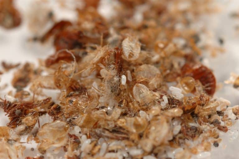 Bed Bug Eggs * Pictures * (Flea Life Cycle)