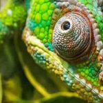 What Do Chameleon Colors Mean?