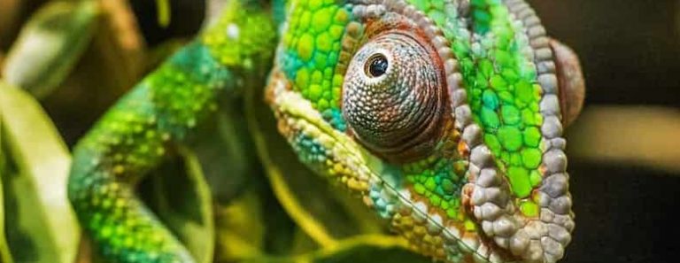 What Do Chameleon Colors Mean?