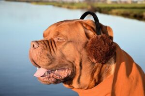 Best Soundproof Earmuffs For Sleeping