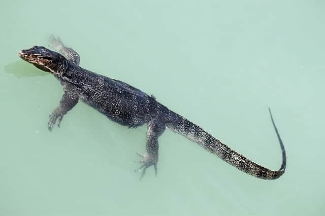 Can Lizards Swim? Can they Drown?