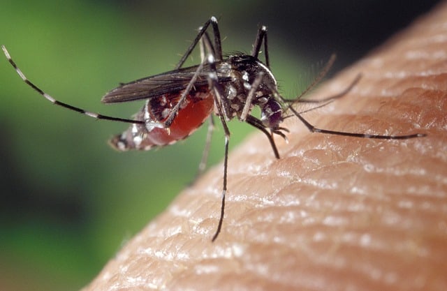 7 Best Mosquito Yard Spray 2024 Reviewed