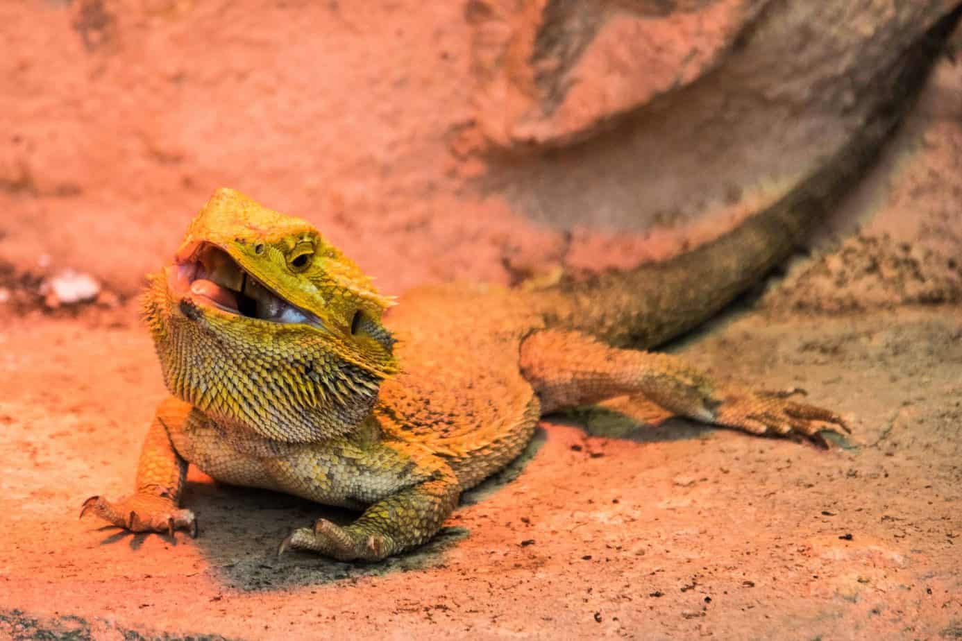 How to bearded dragons mate