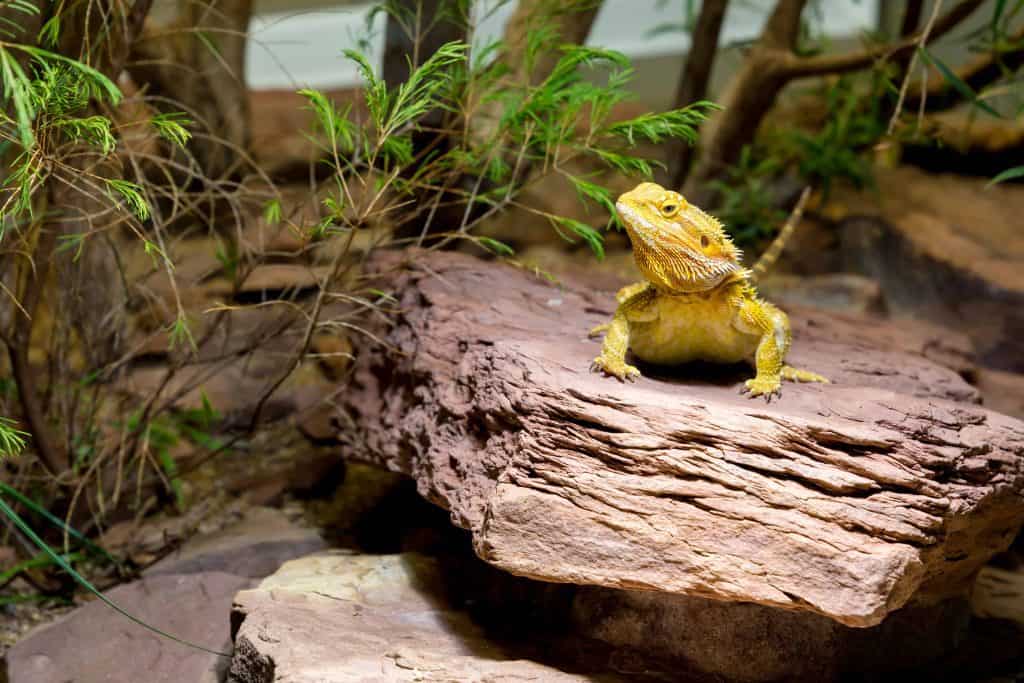 yellow bearded dragon on a stone
