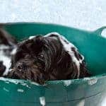 Best Tick Shampoos for Dogs