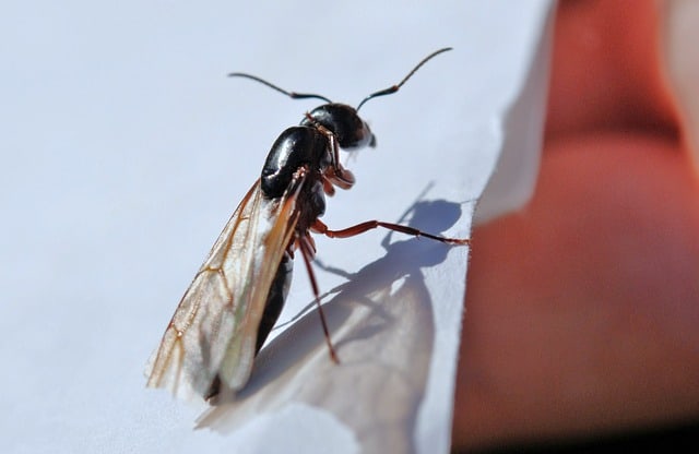 Flying Ants vs. Termites – In-Depth Pest Control