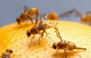 How To Get Rid of Fruit Flies 