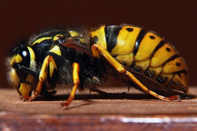 Bees vs Wasps vs Hornets (7 Key Differences)