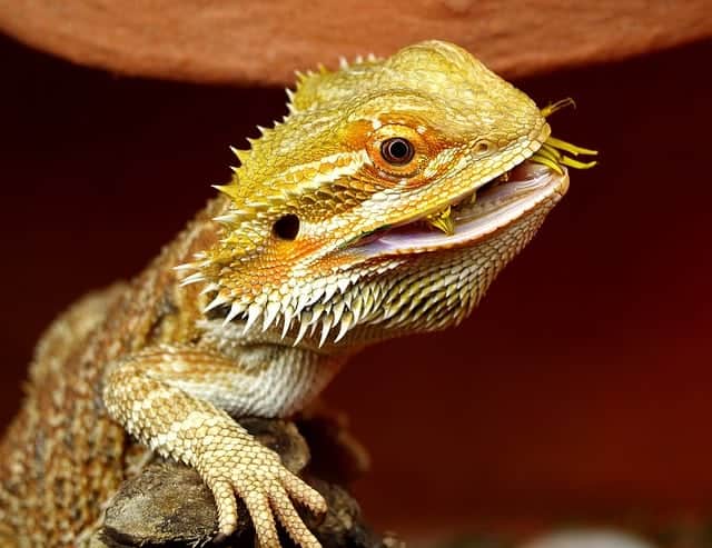 What Do Bearded Dragons Eat? 7 Tips
