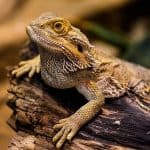 Best Substrate for Bearded Dragons