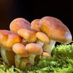 Can Bearded Dragons Eat Mushrooms
