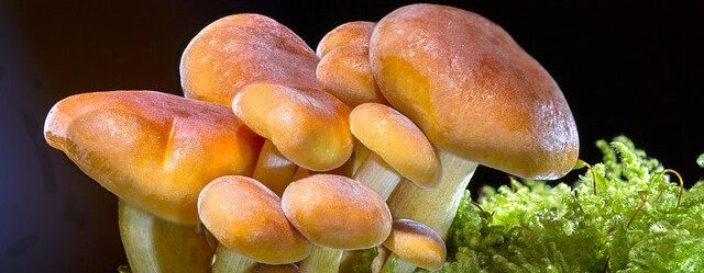 Are Mushrooms Safe for Bearded Dragons? Risks & Alternatives