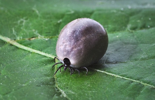 How Long Do Ticks Live on Humans