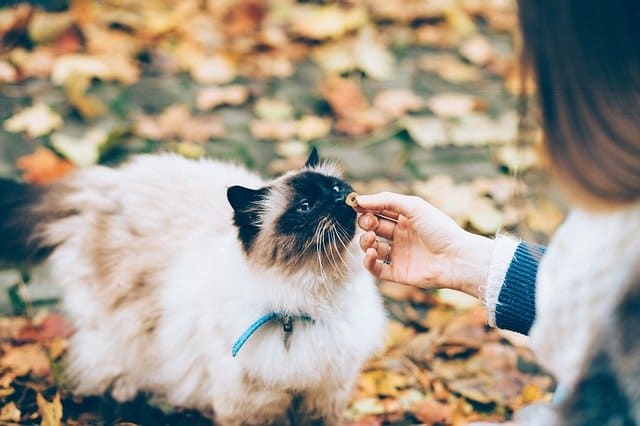 Do Flea Collars Work