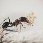 Do Ants Kill Bed Bugs
