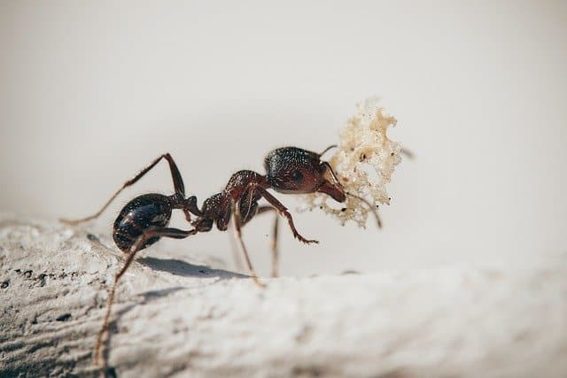 Do Ants Kill Bed Bugs??