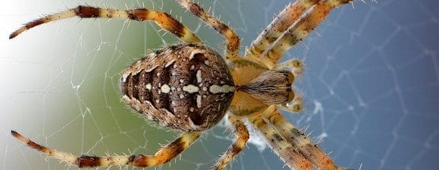 How to Get Rid of Spiders (7 Effective Tips)