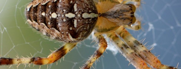 Top 7 Best Spider Traps 2024 Reviewed