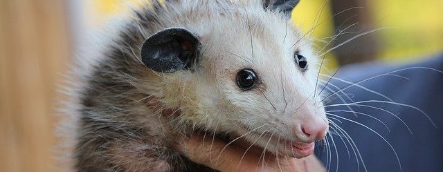 Do Opossums Carry Rabies