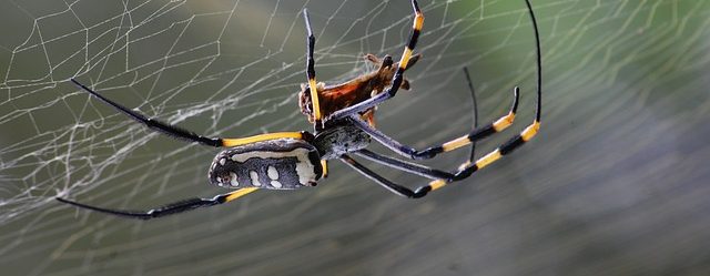 How Much Do Spider Exterminators Cost
