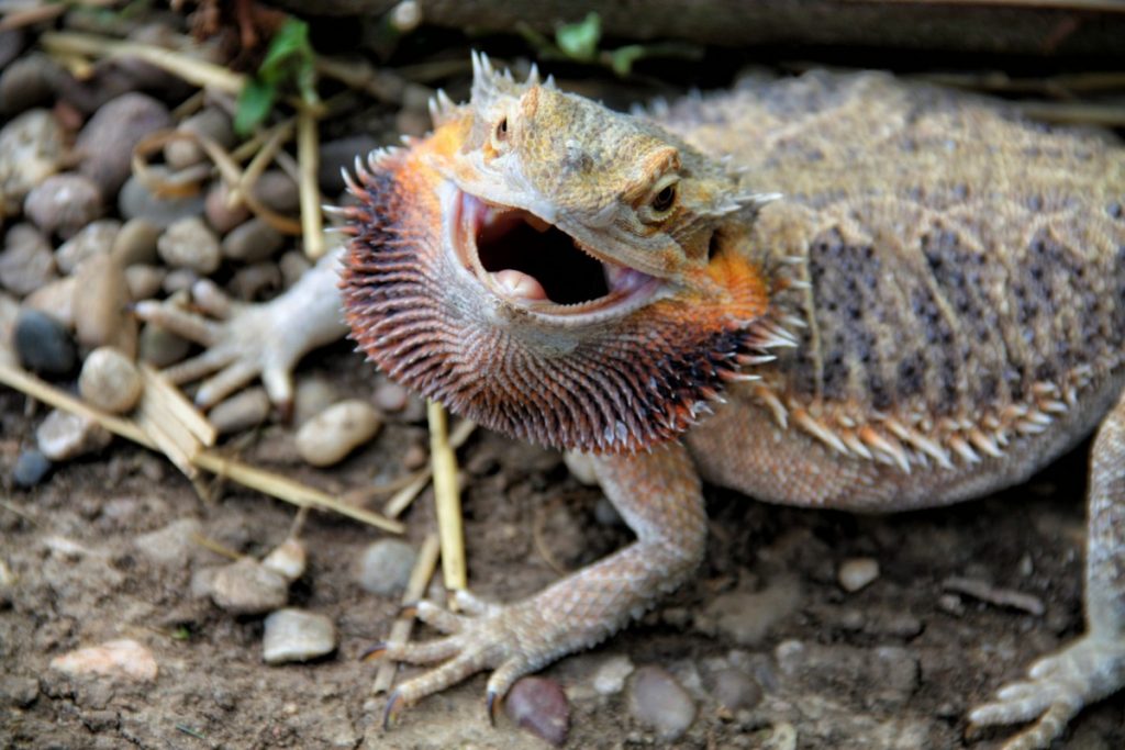 How Smart are Bearded Dragons