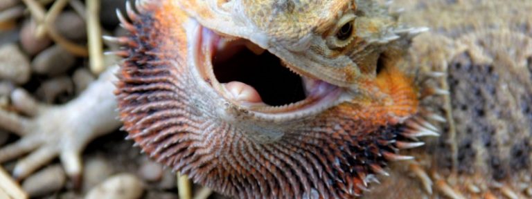How Smart are Bearded Dragons? 9 Secrets