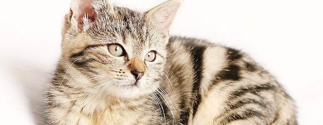 How To Tell If Your Cat Has Fleas