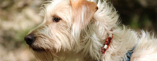 How To Tell If Your dog Has Fleas – 5 Signs