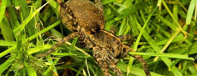 How to Get Rid of Wolf Spiders (9 Expert Tips)