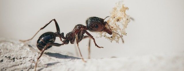 No Spill Ant Kill Reviews