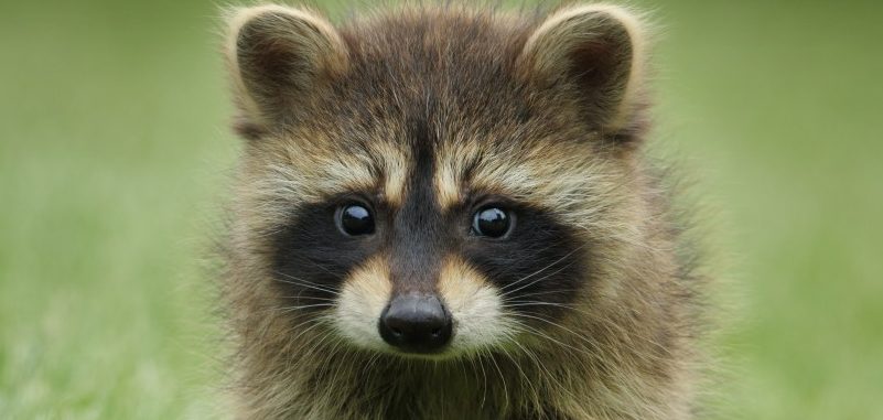 What Smells Do Raccoons Hate