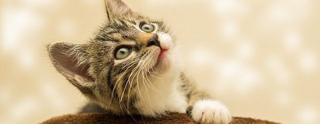 What Can I Wash My Cat with – 7 Tips